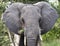 Big elephant in kruger park