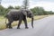 Big elephant in kruger park