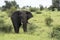 Big elephant in kruger park