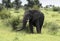 Big elephant in kruger park