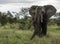 Big elephant in kruger park