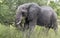 Big elephant in kruger park