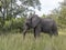 Big elephant in kruger park