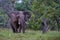 big Elephant in Kruger South Africa, huge African Elephant wiht horns in SOuth Africa