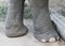 Big elephant legs