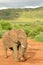 Big elephant male eating salt