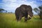 Big elephant mate, serengeti adventure safari serengeti