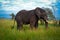 Big elephant mate, serengeti adventure safari serengeti