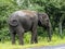 Big elephant near the main road