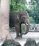 A big elephant peeking out from behind a tree