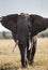 Big elephant in the savanna. Africa. Kenya. Tanzania. Serengeti. Maasai Mara.