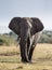 Big elephant in the savanna. Africa. Kenya. Tanzania. Serengeti. Maasai Mara.