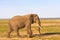 Big elephant in savanna. Amboseli, Kenya.