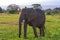 Big elephant in savanna Kenya. Amboseli