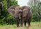 Big elephant in the savannah. Africa. Kenya. Tanzania. Serengeti. Maasai Mara.