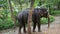 Big Elephant Scratching his Body Against a Tree. Thailand Rain Forest Nature Animals. HD Slowmotion.