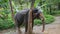 Big elephant scratching his head against a tree. Thailand rain forest nature animals. HD Slowmotion.