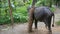 Big Elephant Scratching his Neck Against a Tree. Thailand Rain Forest Nature Animals. HD Slowmotion.