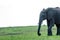 Big elephant smiling in masai mara, kenya, africa.