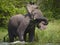 Big elephant standing in water and angry. Africa. Kenya. Tanzania. Serengeti. Maasai Mara.