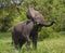 Big elephant standing in water and angry. Africa. Kenya. Tanzania. Serengeti. Maasai Mara.