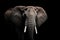 Big elephant with tusks on dark background