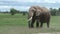 A big elephant walking in Amboseli