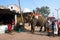 Big elephant walking around the indian town