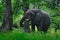 Big elephant walking in the grass with blue sky. Huge mammal in nature habitat, green vegetation, with tress in the background,