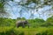 Big elephant walking in the grass with blue sky. Huge mammal in nature habitat, green vegetation, with tress in the background, Bo