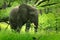 Big elephant walking in the grass with blue sky. Huge mammal in nature habitat, green vegetation, with tress in the background, Bo