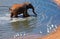 Big elephant in water hole