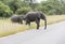 Big elephant with yung in kruger park