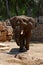 Big elephant in zoo