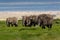Big Elephants eating grass