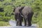 Big elephants walking on street in St. Lucia wetlands park