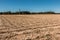 Big empty corn field with little forest