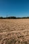 Big empty corn field with little forest