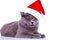 Big english cat wearing a santa hat