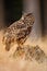 Big Eurasian Eagle Owl, bird sitting on the stump in dark forest with grass