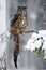 Big Eurasian Eagle Owl sitting on snowy tree trunk with snow, snowflake and kill brown Marten during winter