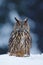 Big Eurasian Eagle Owl with snowy stump with snow flake during winter