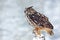 Big Eurasian Eagle Owl with snowy stump with snow flake during winter, Czech republic. First snow with bird. Winter with big white