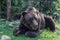 Big European Brown bear lying in the green grass in forest. Huge bear paws with long claws.