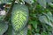 big exotic Dieffenbachia Seguine Tropic Snow plant with striking light green pattern