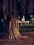 Big exotic tree with falling brown branches and big roots over the land in a town park with a residential building in the