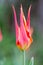 Big extraordinary tulip flower closeup view