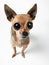 Big-Eyed Chihuahua