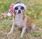 Big-Eyed Chihuahua with christmas hat outside