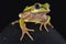 Big-eyed frog Leptopelis nordequatorialis
